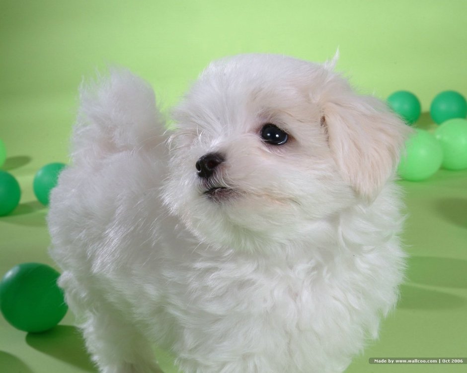 Маленькие собачки из Китая