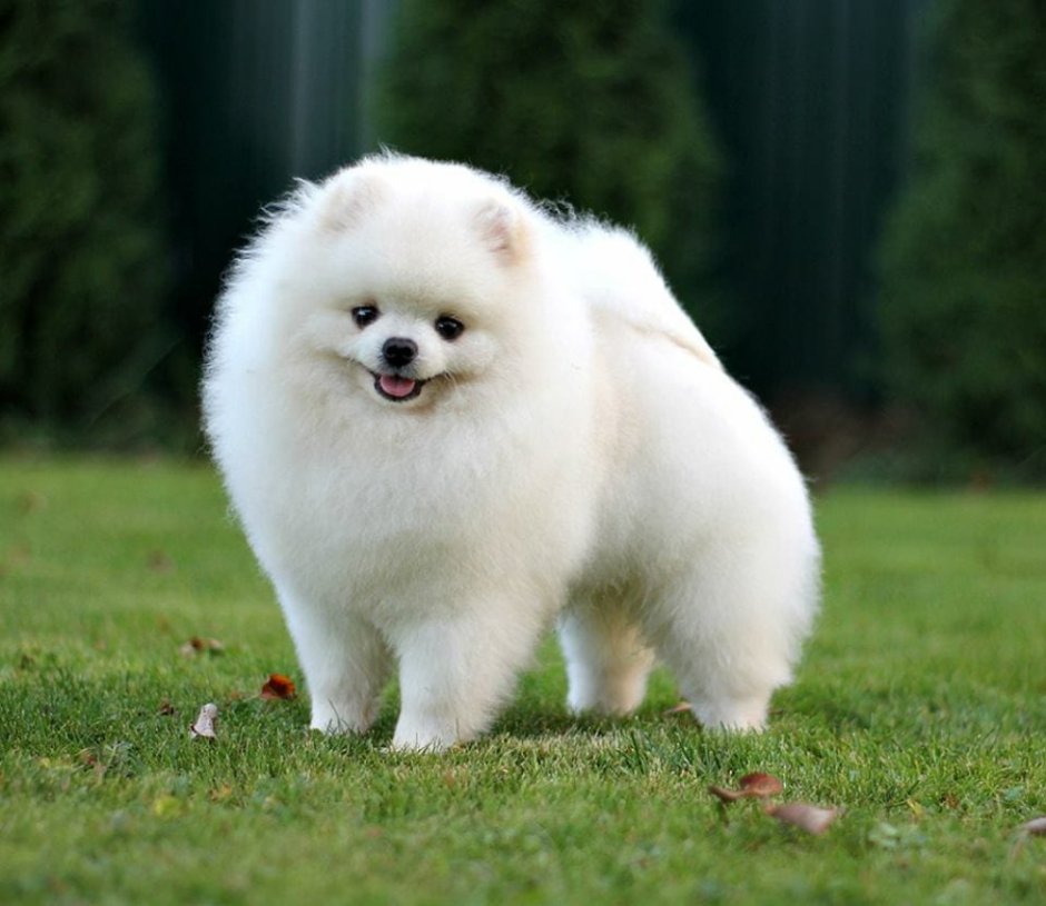 Японский померанский шпиц