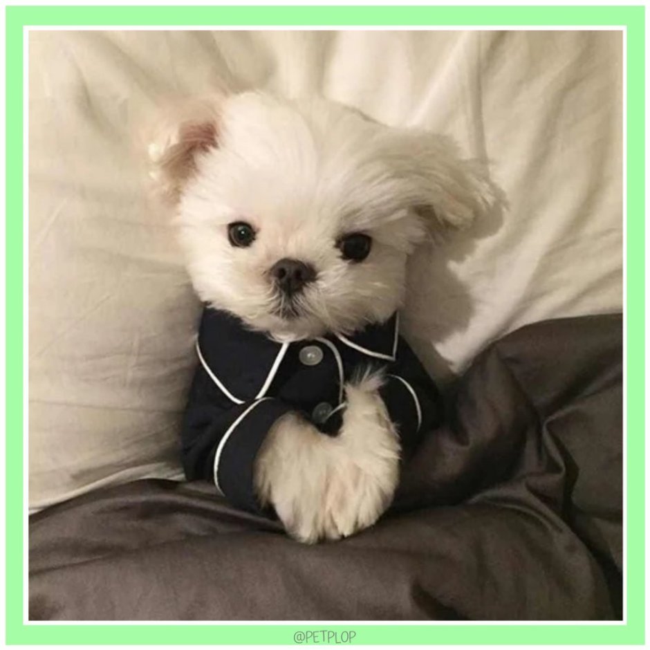 Маленькие китайские собачки