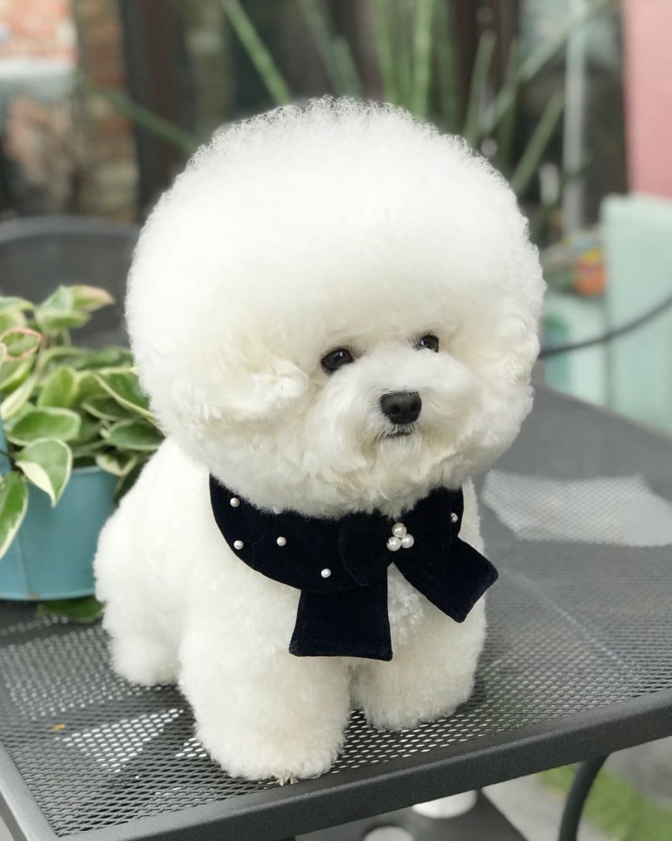 Бишон фризе