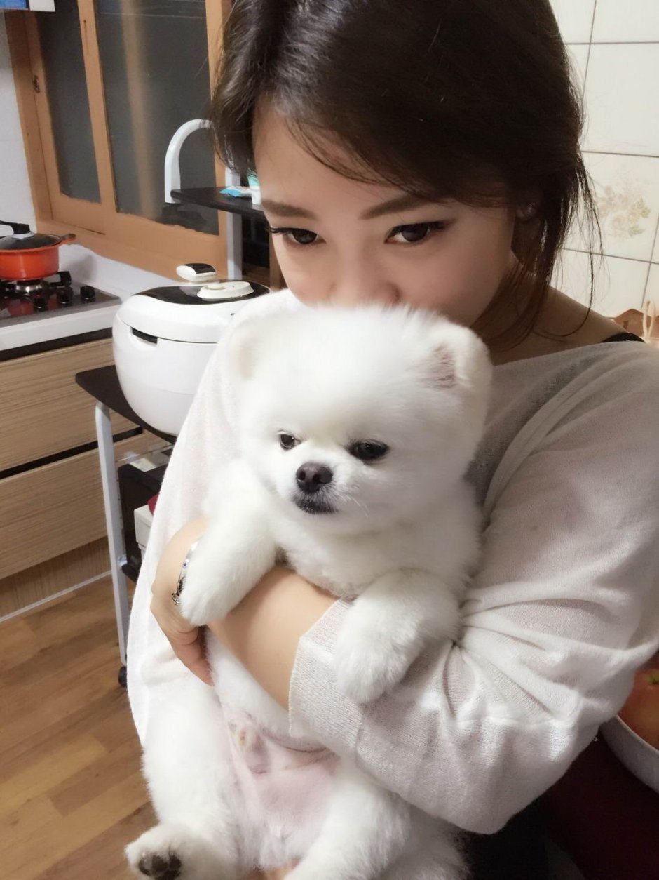 Померанский шпиц корейский