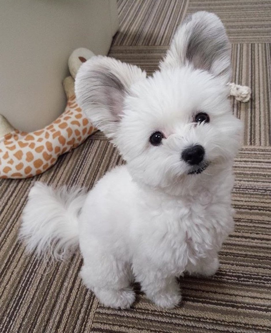 Микки порода собак