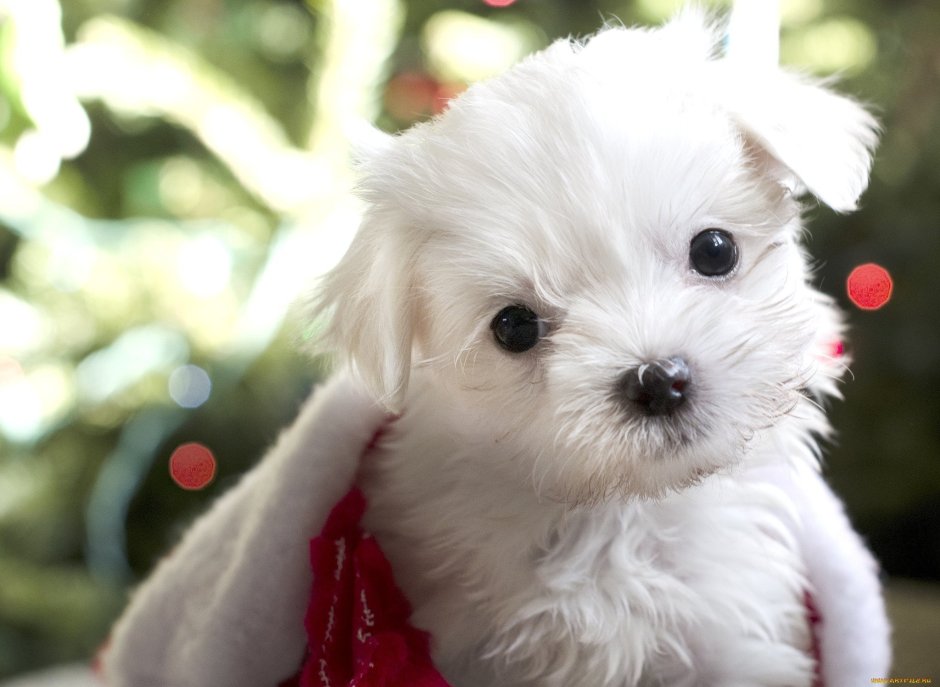 Красивые маленькие собачки