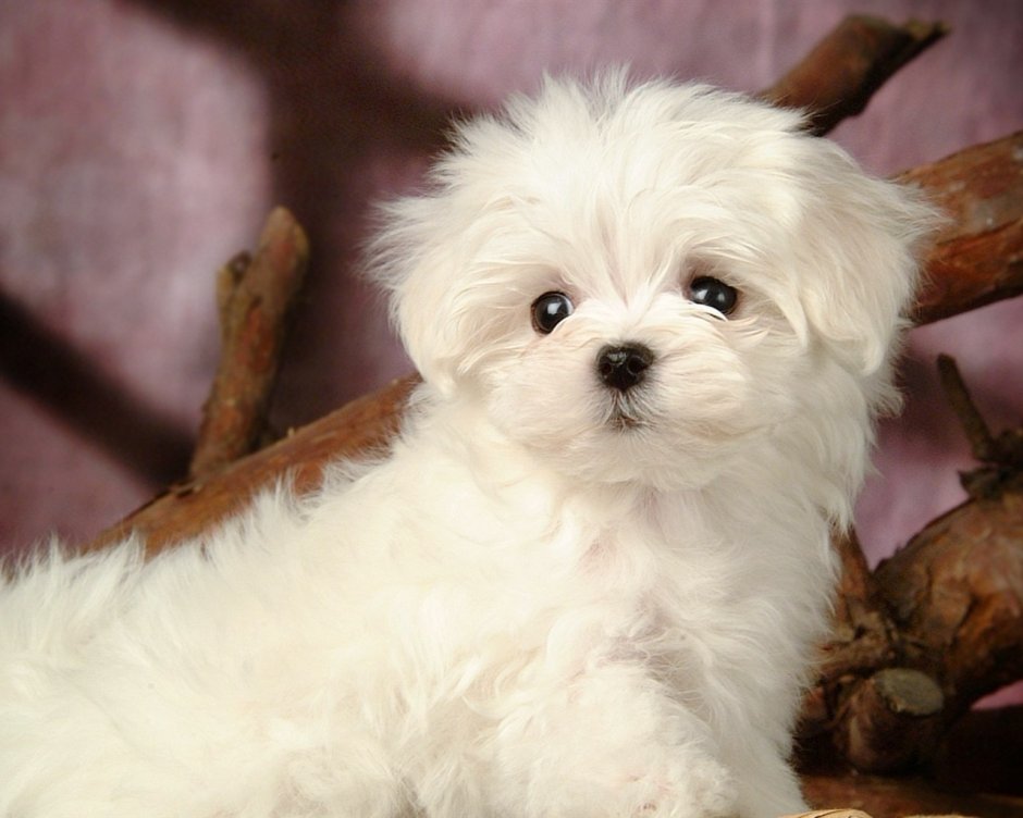 Мальтийская болонка Teacup