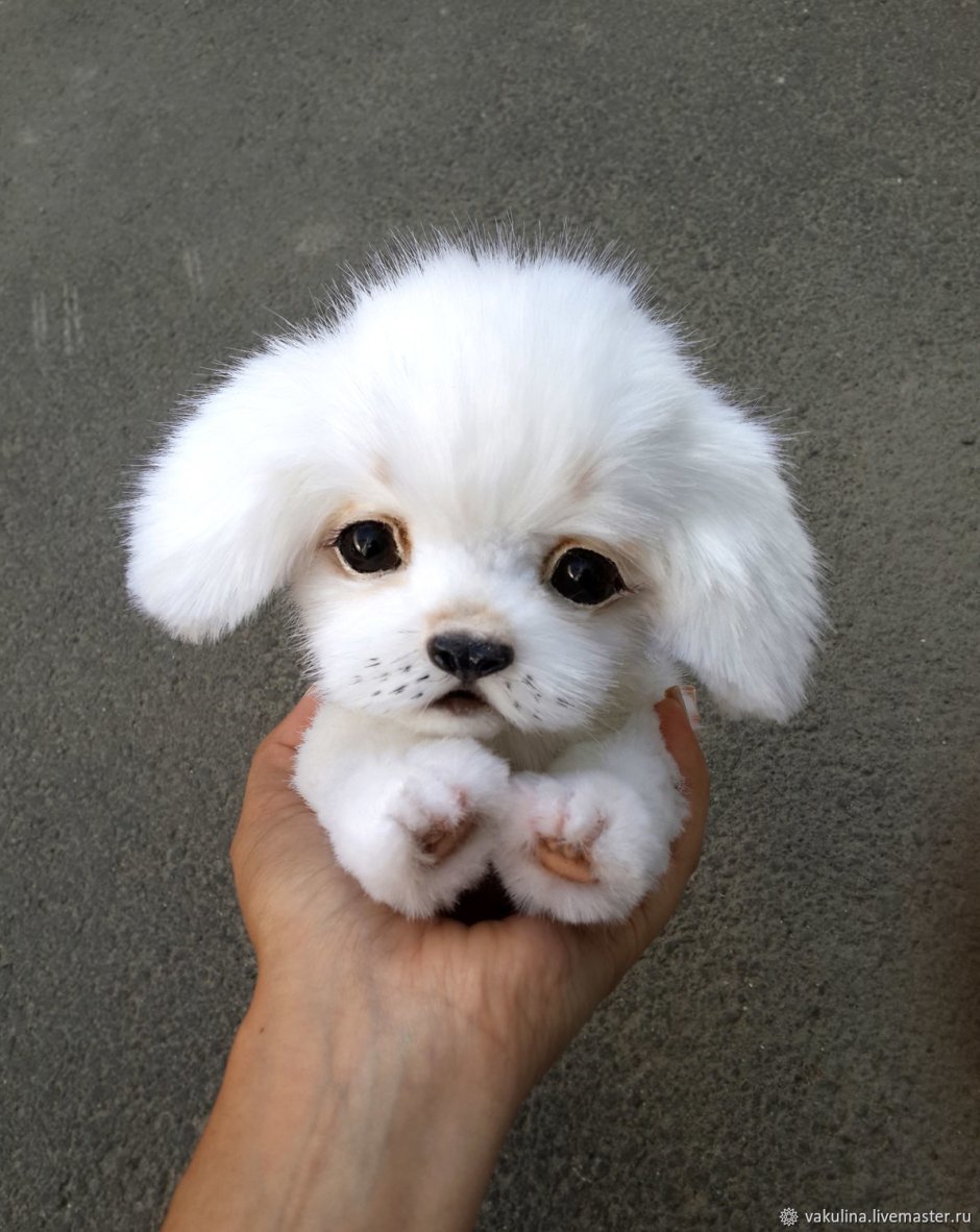 Маленькая белая китайская собачка
