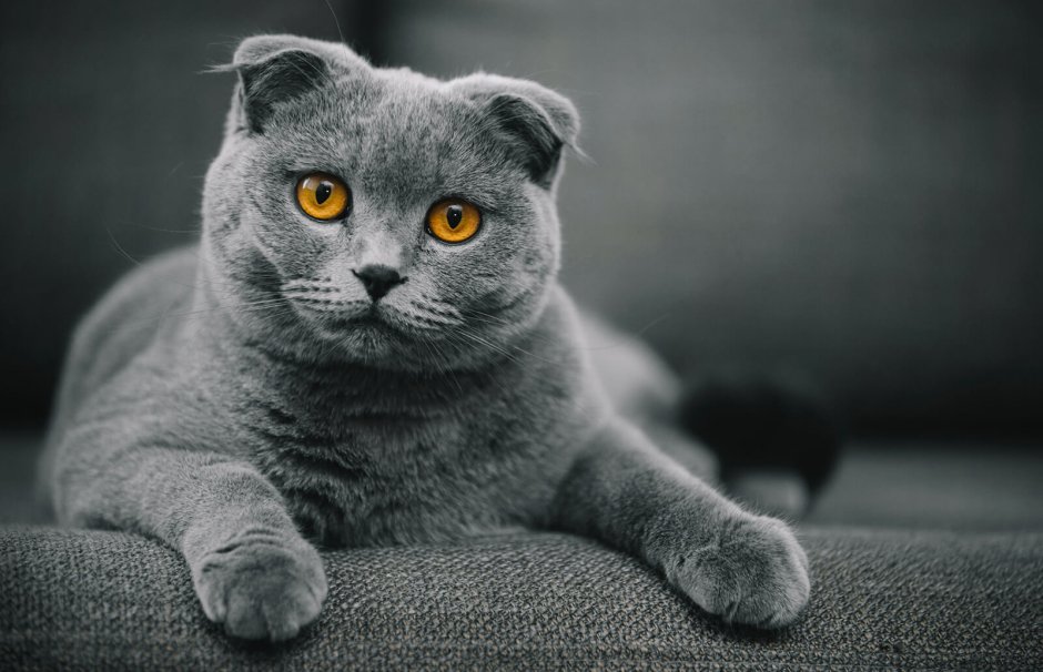 Шотландская вислоухая кошка