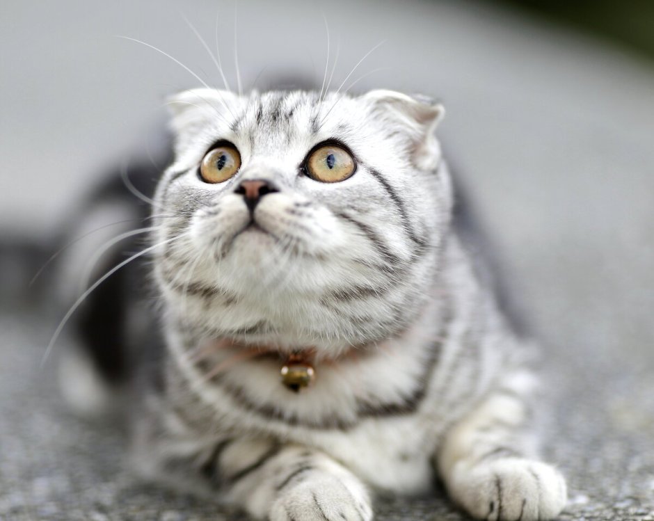 Шотландская вислоухая кошка