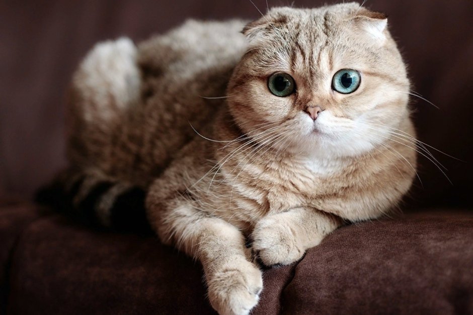 Шотландский вислоухий кот серый