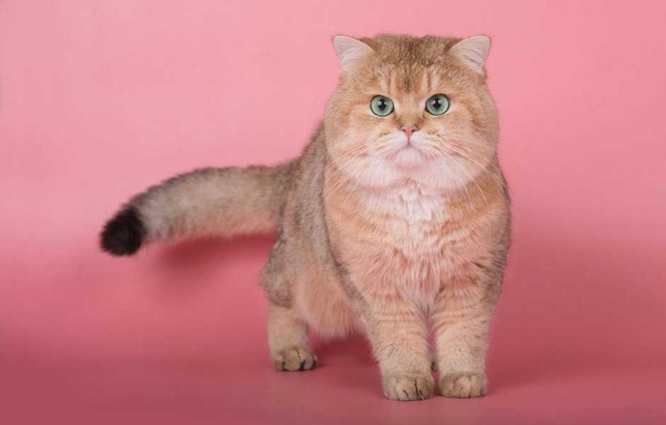 Скоттиш-фолд Шотландская вислоухая кошка белый