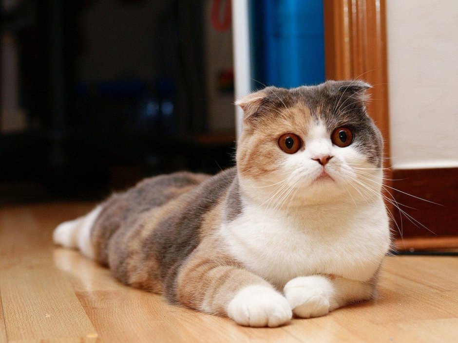 Скоттиш фолд грей
