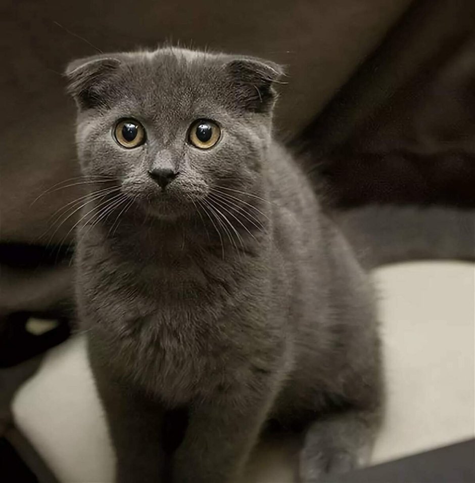 Кот британец шотландец прямоухий