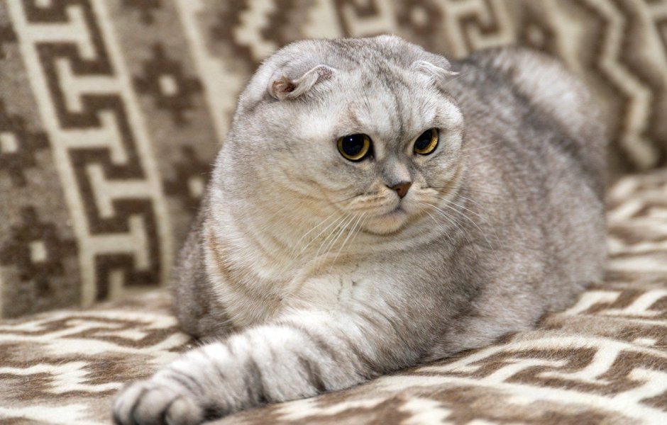 Шотландский вислоухий кот полосатый серый
