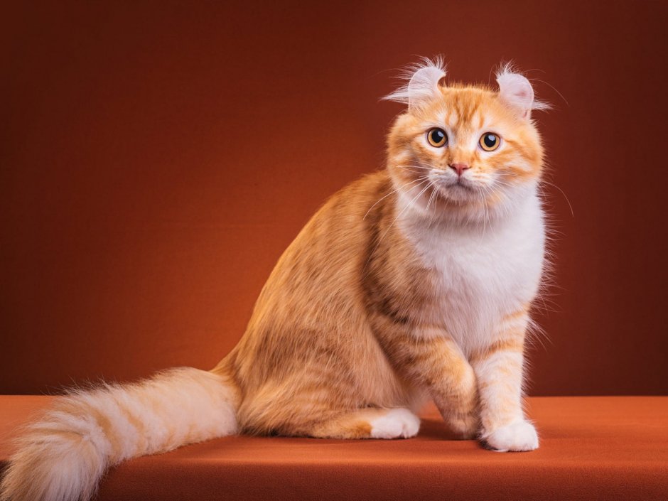 Кошка скоттиш фолд