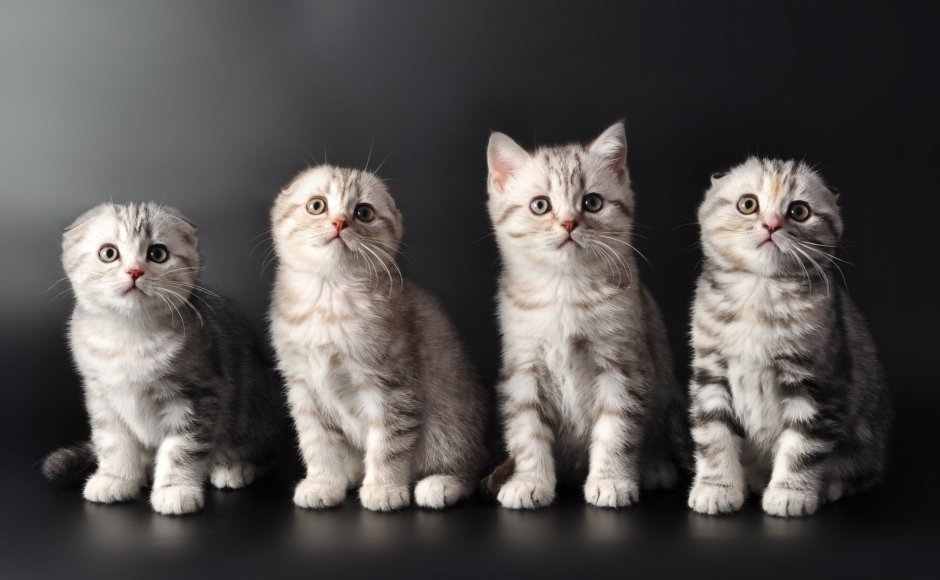 Шотландская вислоухая кошка фолд
