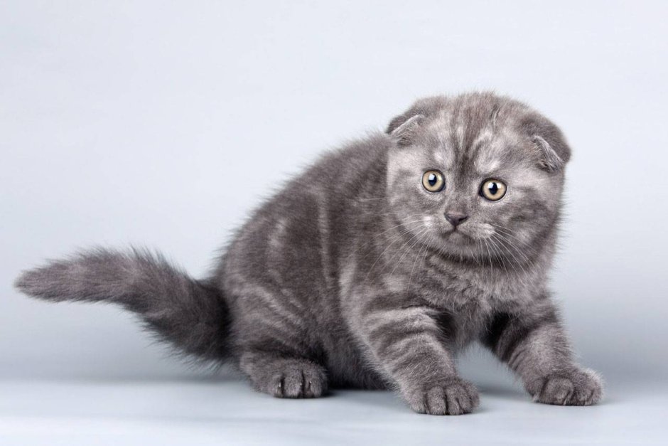 Шотландский вислоухий кот серый