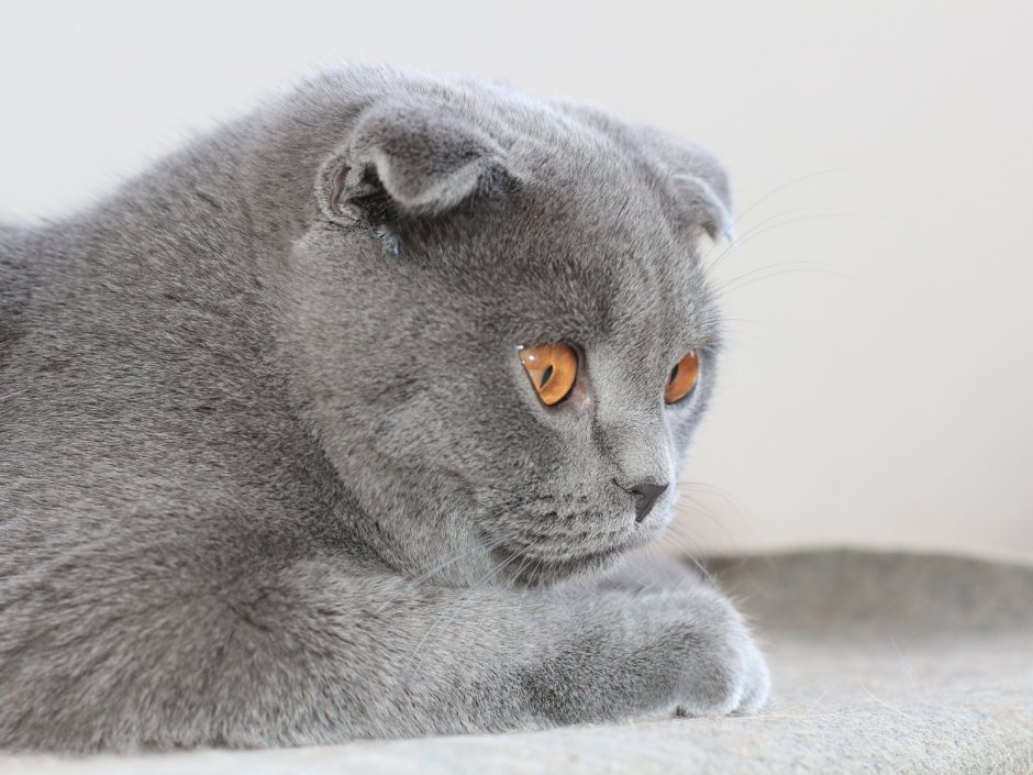 Скоттиш фолд страйт