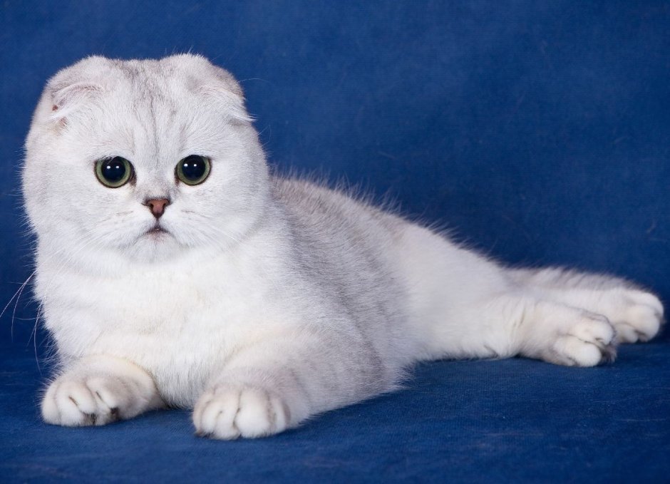Британская короткошёрстная кошка