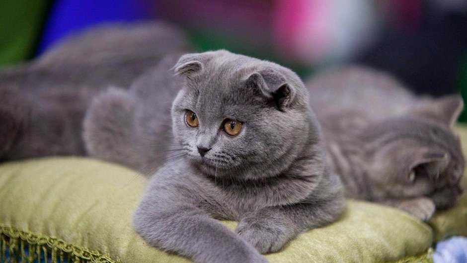 Шотландские вислоухие коты