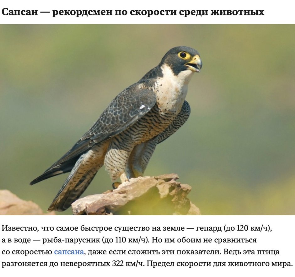 Сапсан Falco peregrinus в красной книге