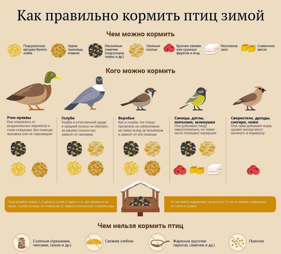 Чем кормить птиц