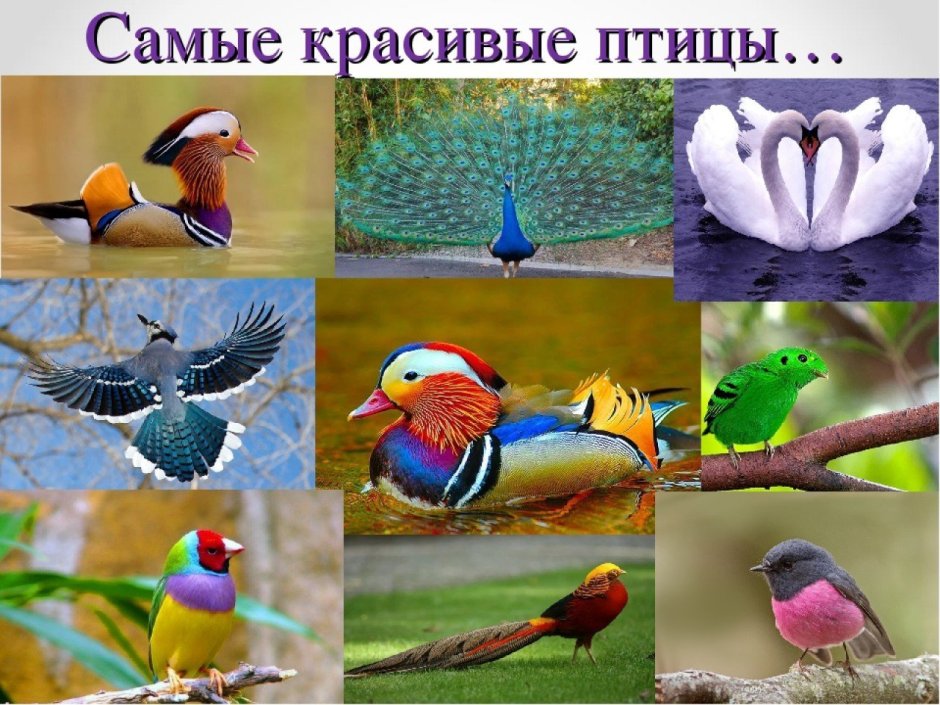 Праздник птиц