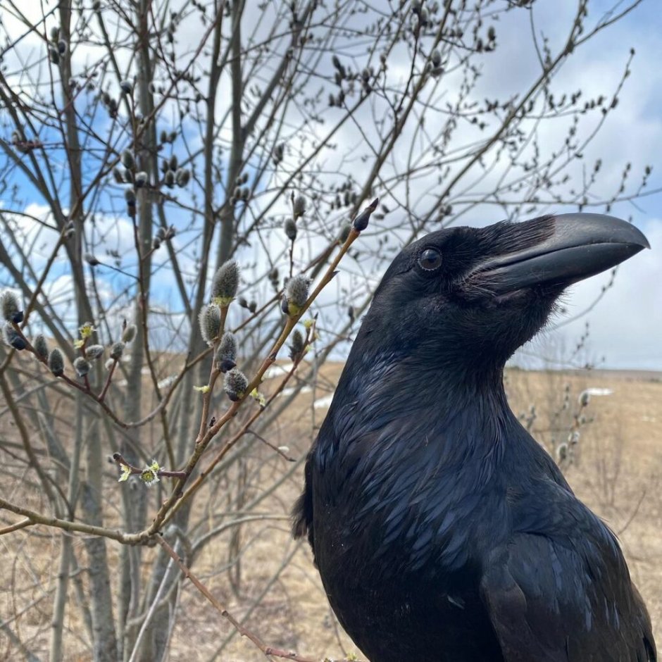 Ворон Гоша