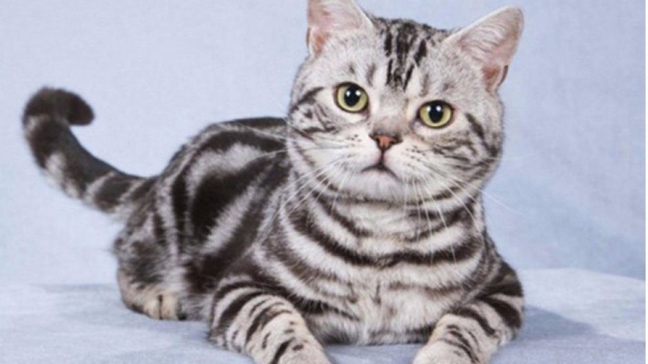 Американская короткошерстная кошка полосатая