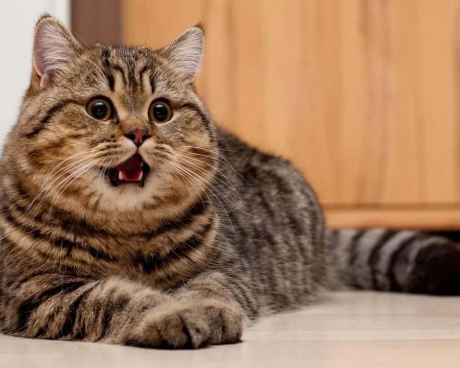Британский короткошерстный кот полосатый
