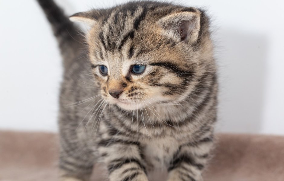 Котята британцы полосатые