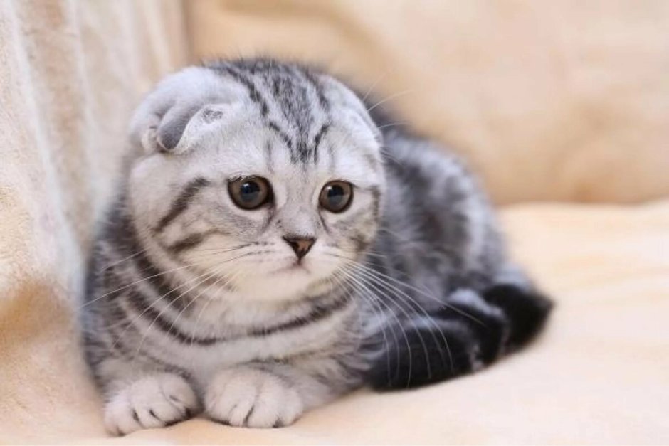 Скоттиш-фолд Шотландская вислоухая котята