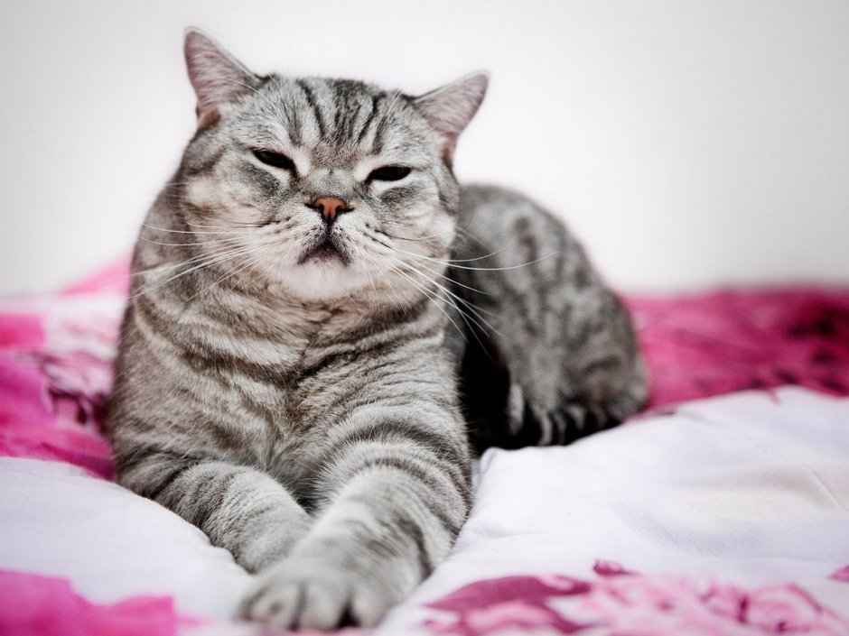 Британская кошка короткошерстная полосатая
