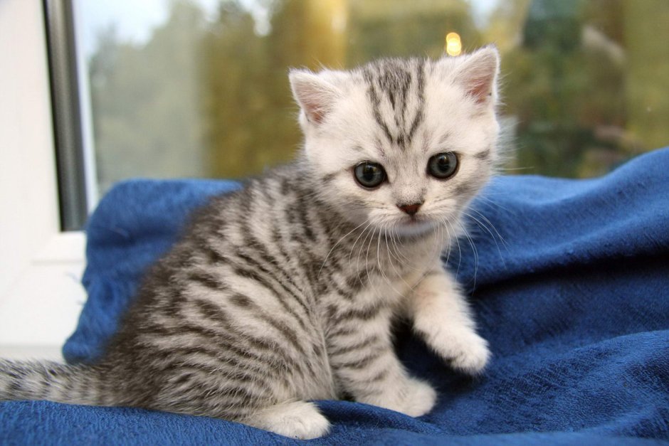Британская короткошёрстная котенок полосатый