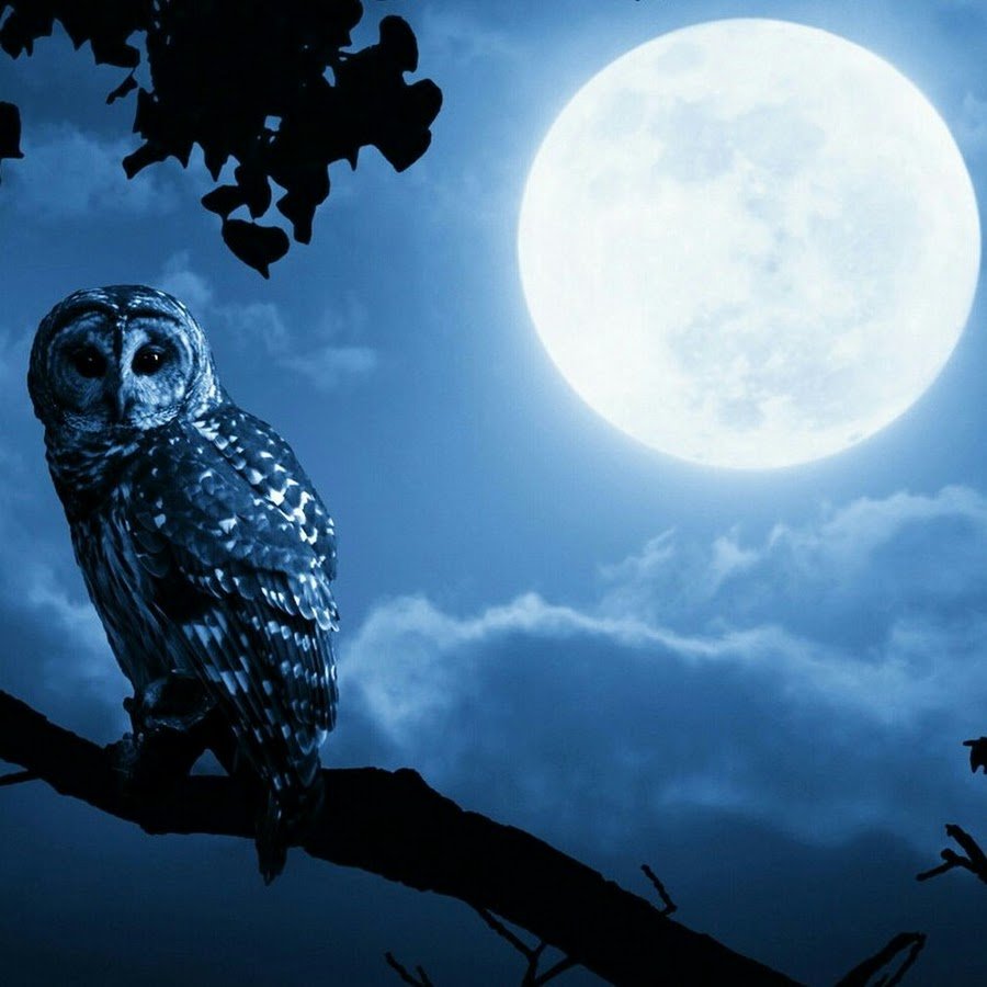 Сова Минимализм