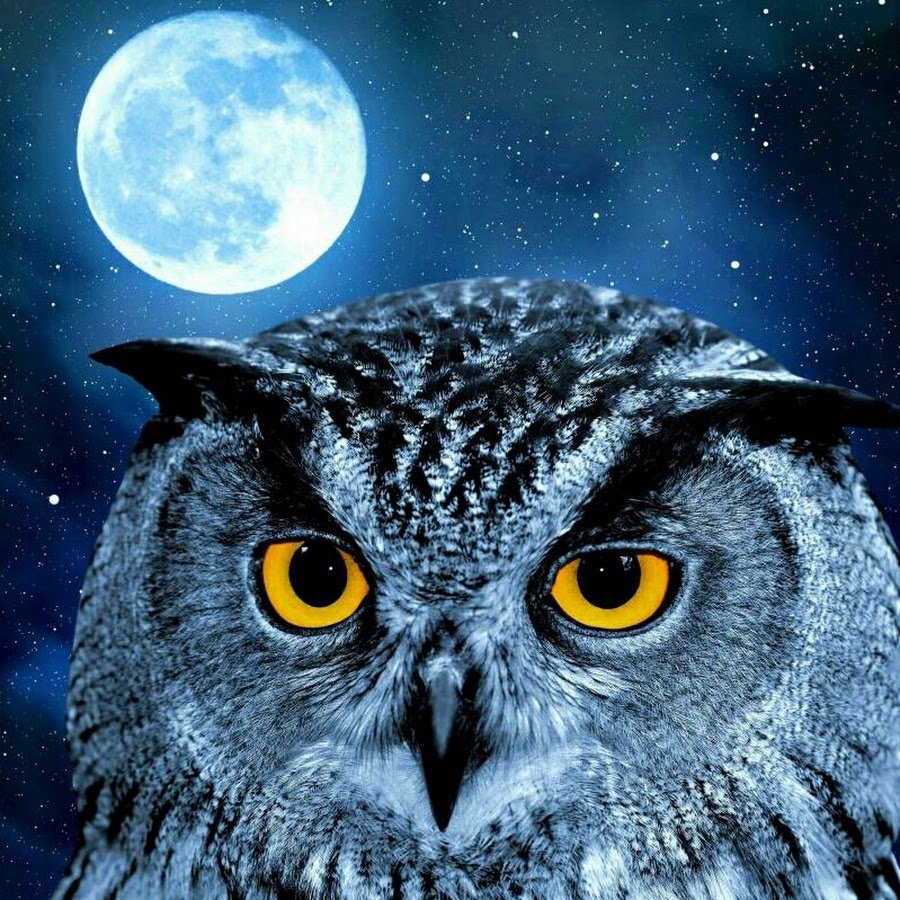 Совушка для метрики без фона