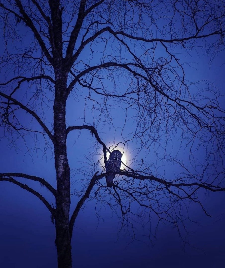 Сова ночью
