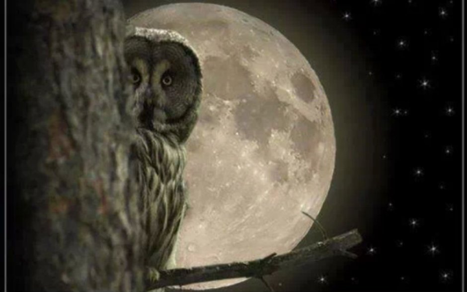 Сова в лунном свете