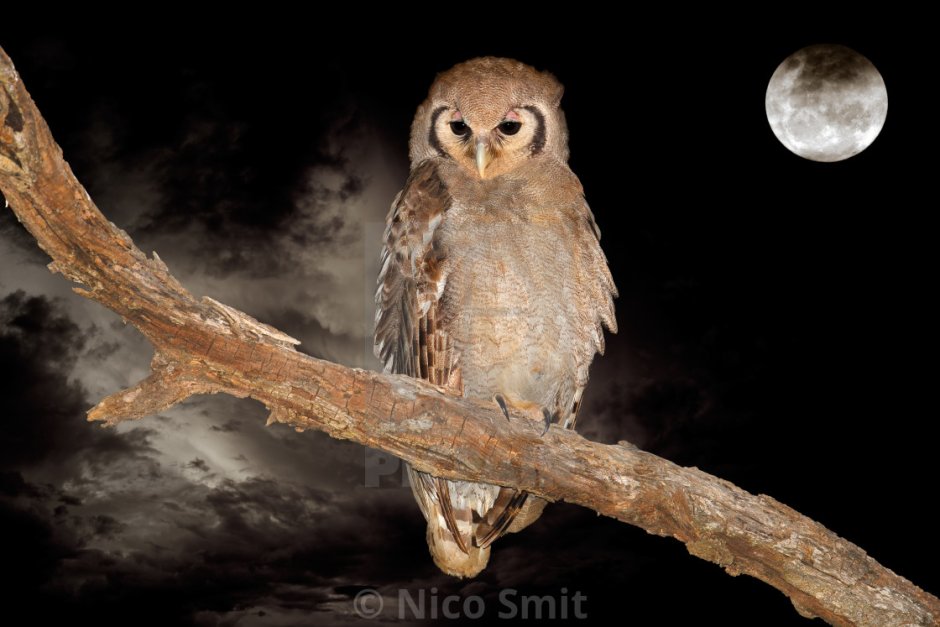 Anita Inverarity иллюстрации