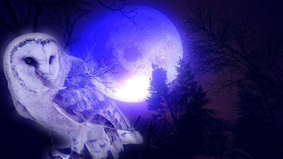 Зимний лес Сова на фоне Луны