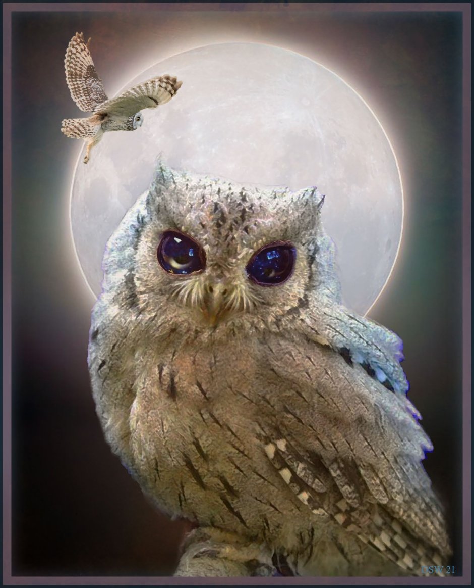 Крупным планом Сова на фоне Луны