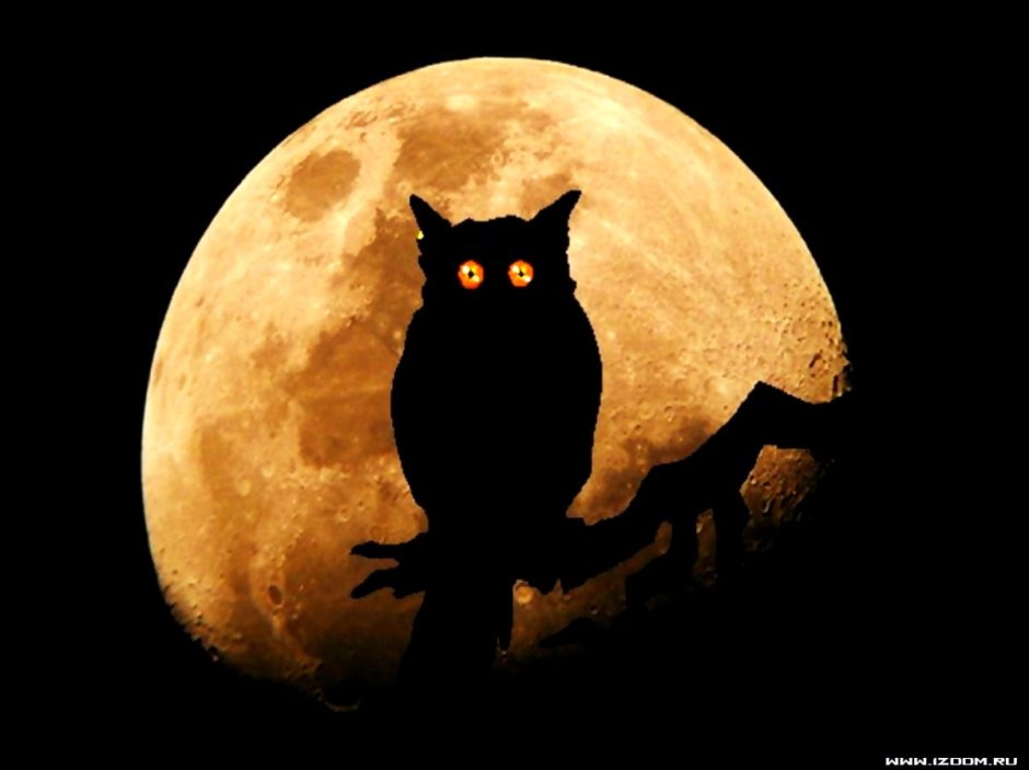 Сова арт на белом фоне