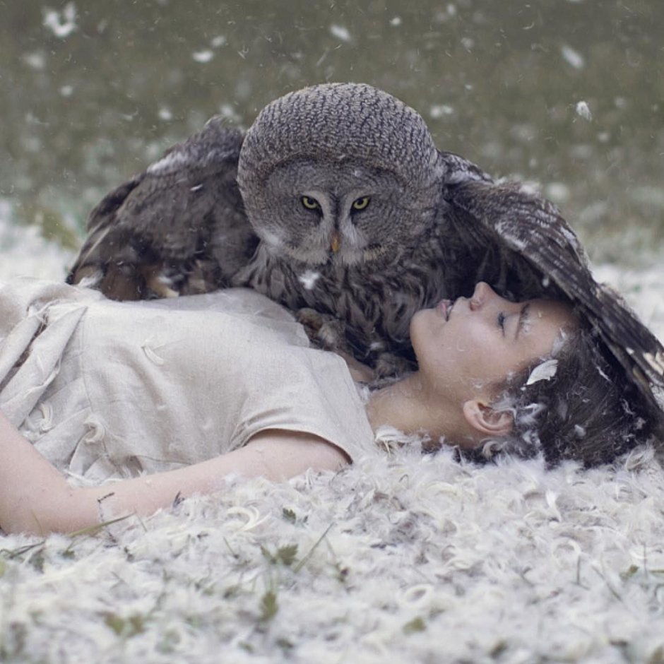 Полная Луна птицы