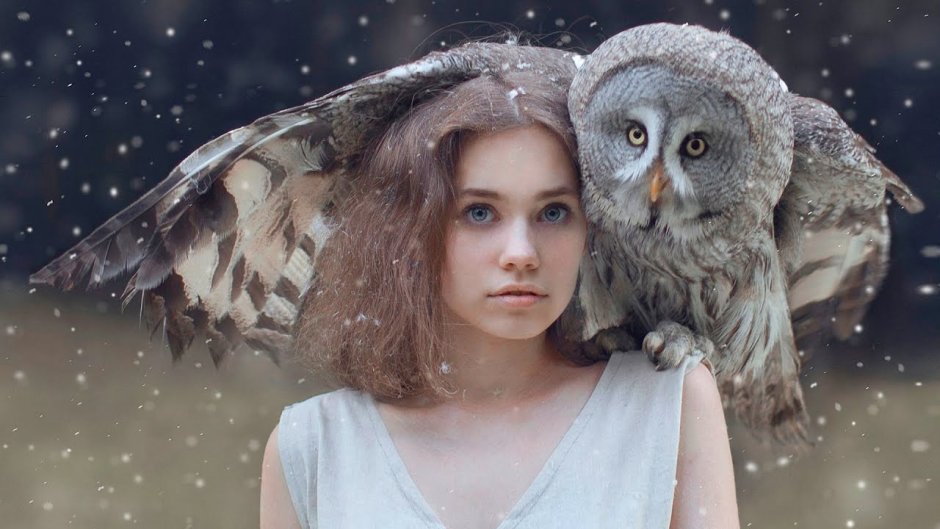 Сова Минимализм