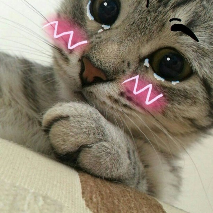 Котик с щечками