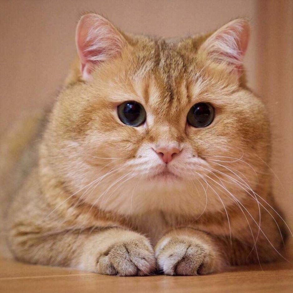 Кот Пидрила