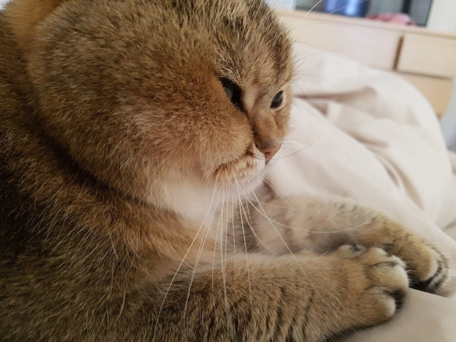 Кот персик арт