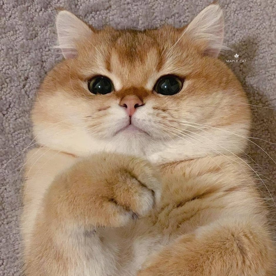 Котик с щечками Мем
