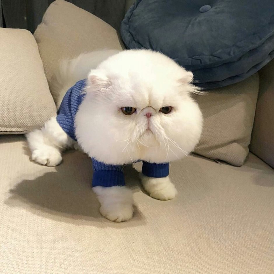 Коты пикчи