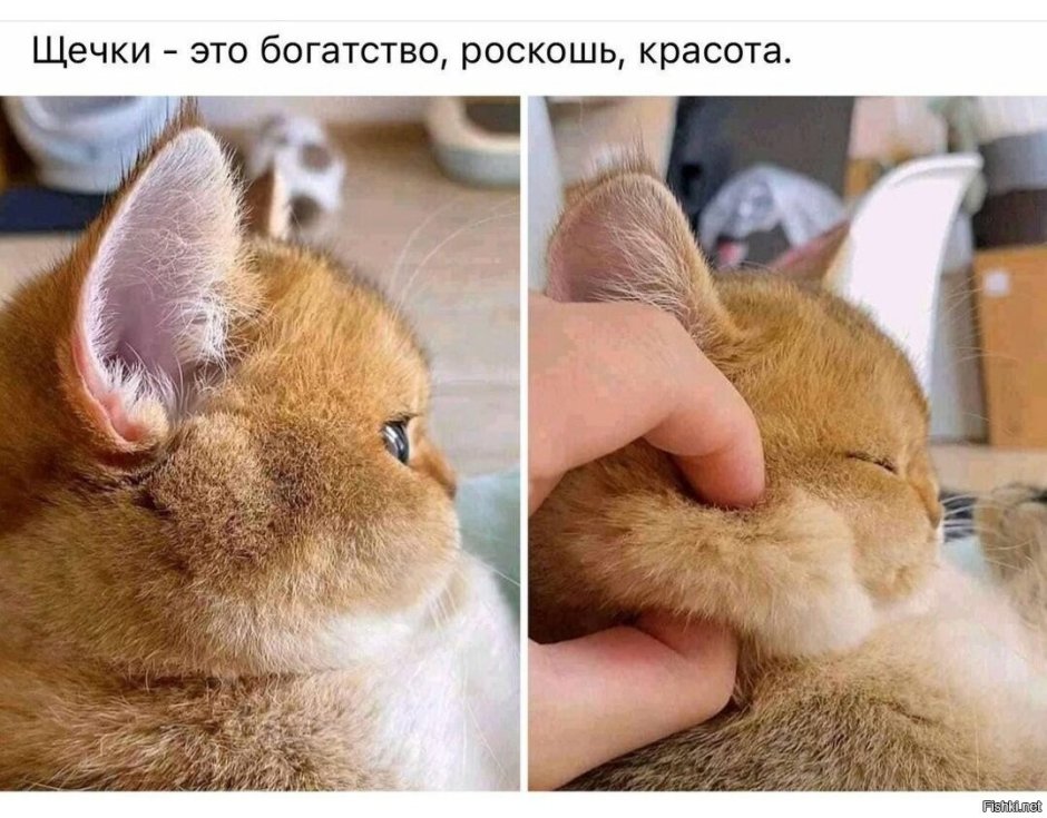 Кот милые щёчки