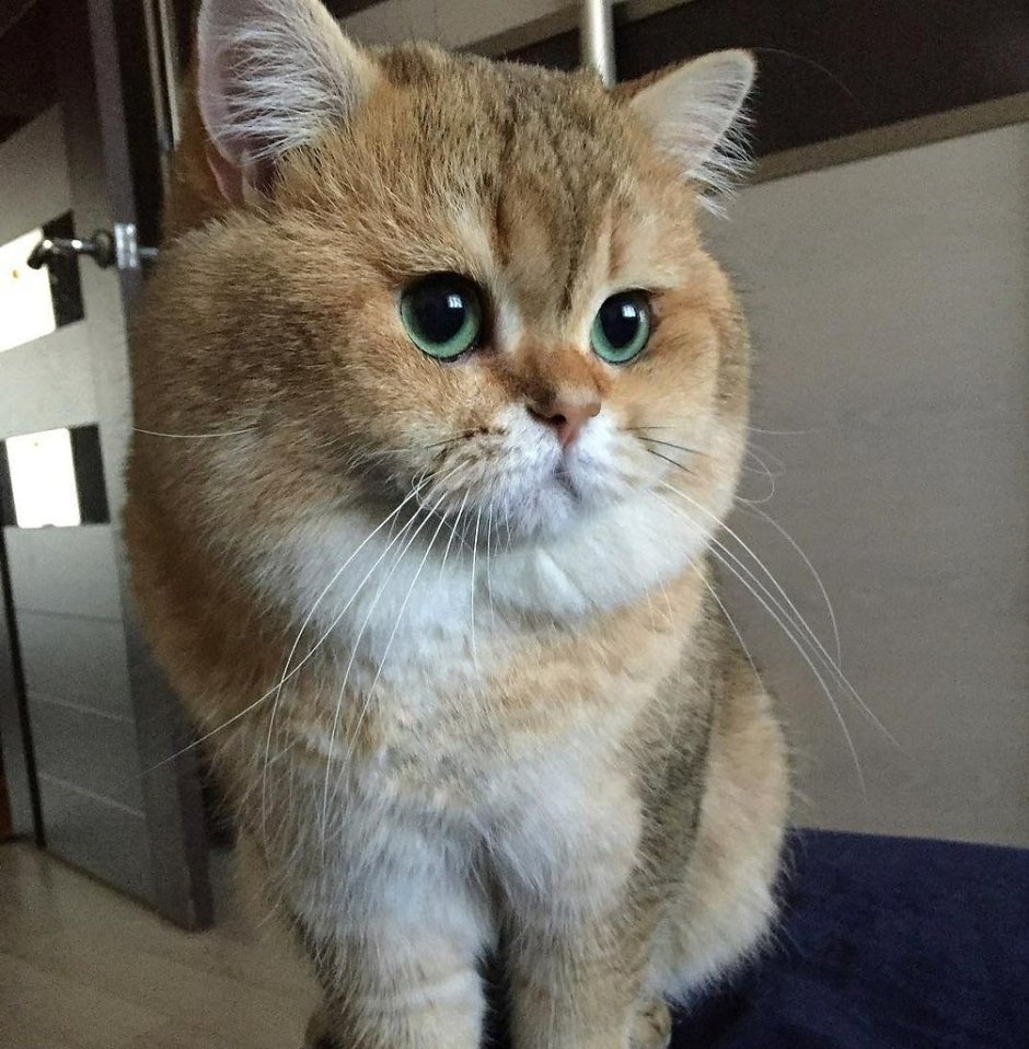 Кошка с щечками