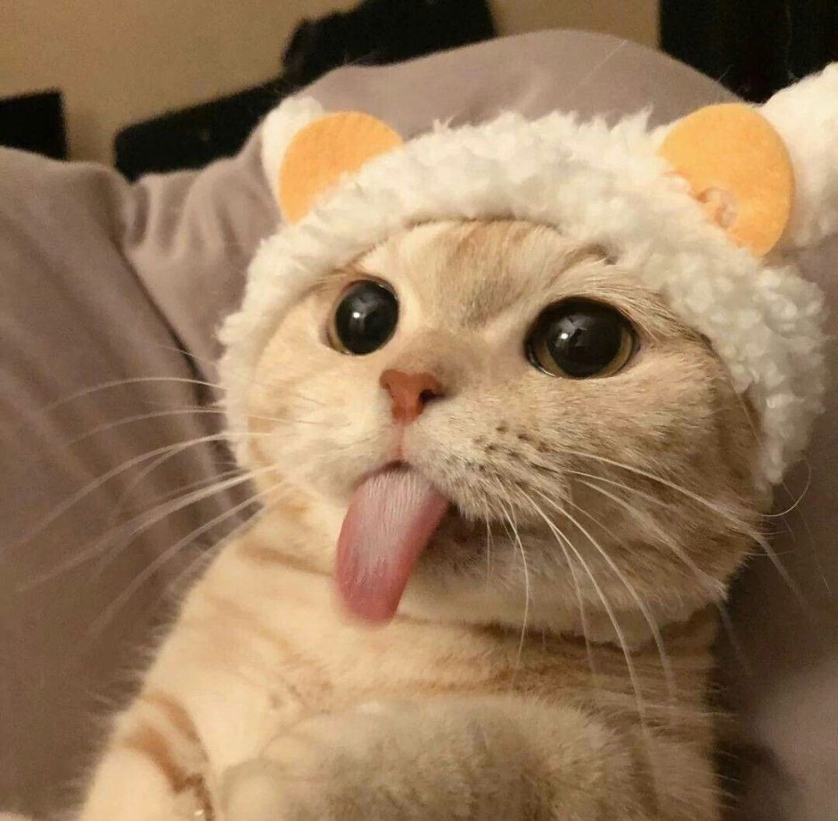 Щекастые котята